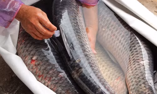 Lam tuong ve mat ca tram khien tra gia bang tinh mang