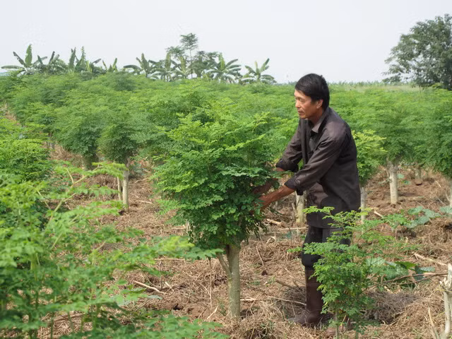 Chùm ngây, còn được gọi tên là cây vạn năng, cây thần diệu. Tên gọi này có lẽ xuất phát từ những ưu thế về dưỡng chất mà dược tính mà nó mang lại. Nhiều công trình nghiên cứu đã chứng minh chùm ngây có giá trị dinh dưỡng rất cao với hơn 90 dưỡng chất.