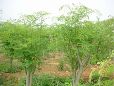 Vỏ thân cây chùm ngây. Trị nóng sốt, đau dạ dày, sâu răng…; Nhiều trường hợp đưa vỏ thân cây chùm ngây vào tử cung để gây giãn nở, phá thai.