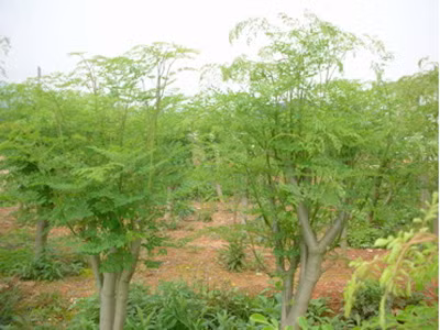 Vỏ thân cây chùm ngây. Trị nóng sốt, đau dạ dày, sâu răng…; Nhiều trường hợp đưa vỏ thân cây chùm ngây vào tử cung để gây giãn nở, phá thai.