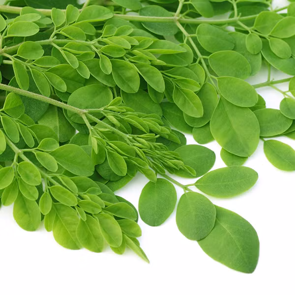 Những dưỡng chất tổng hợp của chùm ngây bao gồm nhiều chất đạm va các vitamin thiết yếu, beta – carotene, 18 axit amin, hợp chất phenol, nhiều khoáng chất... Trong đó đặc biệt chùm ngây có chứa hàm lượng can xi cao gấp 4 lần sữa, vitamin A cao hơn cà rốt 4 lần và vitamin C gấp 7 lần quả cam...