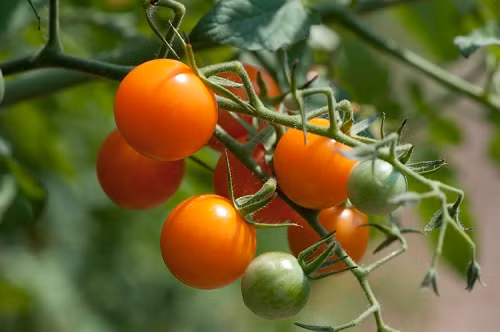 5. Cà chua anh đào (Sungold) Sungold hay còn gọi là cà chua anh đào, là loại cà chua được ưa chuộng nhất hiện nay. Đây cũng chính là người anh em “nhỏ mà có võ” trong họ nhà cà chua, bởi kích thước tuy nhỏ nhưng độ đường rất cao và hương vị thì “không chê vào đâu được”.