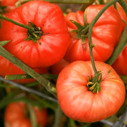 2. Cà chua cỡ đại (Pruden’s Purple) Nếu bạn yêu thích Brandy và muốn ngắm nhìn màu sắc của loại rượu này thì không thể bỏ qua giống cà chua “khổng lồ” Pruden với màu sắc y hệt. Cà chua Pruden có màu tím hồng hoặc hồng đỏ, là giống cà chua có quả rất lớn có trọng lượng trung bình lên tới trên 400g/quả, mọng nước, thịt dày, có nhiều ngăn nhỏ chứa hạt. Chỉ cần thái 1 lát cà chua Pruden thôi là có thể phủ hết một lát bánh mì sandwich hoặc hamburger dùng kẹp với bò nướng.