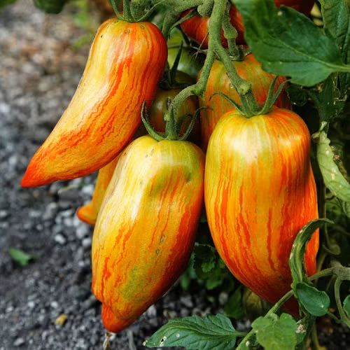 7. Cà chua sọc Roman Giống cà chua với hình dáng độc đáo này sẽ khiến bạn liên tưởng tới một trái ớt thay vì một trái cà chua. Dáng quả dài, vỏ đỏ rực cùng những sọc màu cam, cà chua sọc Roman có phần thịt dày, rất hợp để thái mỏng hoặc chế biến nước sốt cà chua.