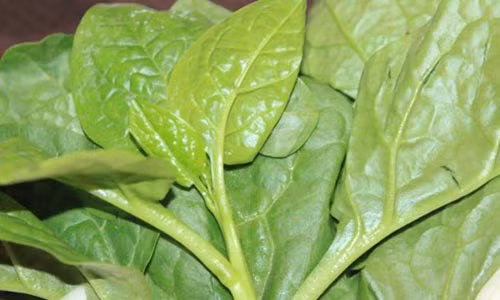 An rau mong toi 2 ngay se thay dieu “than ky” xay ra