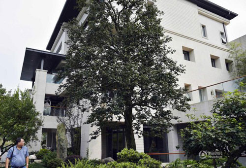 Các cây mà ông Lý trồng trong vườn đều vô cùng quý hiếm và đắt đỏ.