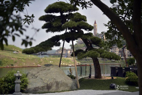 Tạo hình độc đáo của cây hắc tùng mà ông Lý đem từ Nhật Bản về.