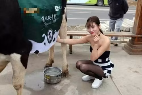 Thiếu nữ này nhanh chóng thu hút sự chú ý của người dân Bắc Kinh khi diện một chiếc váy quây mát mẻ. Vừa tạo dáng, cô vừa luôn tay vắt sữa tươi từ con bò được dắt theo.