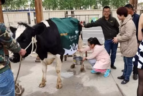 Thậm chí, nếu như các khách hàng có nhu cầu, cô gái này sẽ không ngần ngại để họ được thử vắt sữa bò.