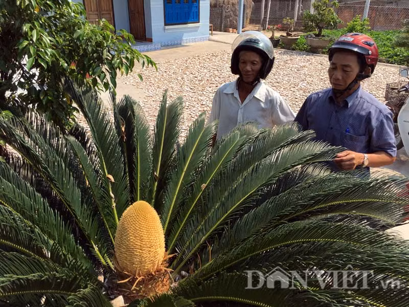 Theo các chuyên gia cây cảnh ở TP Quảng Ngãi, thông thường nếu được trồng trong điều kiện thích hợp và biết chăm sóc thì khoảng 15-20 năm là cây vạn tuế có thể ra hoa.