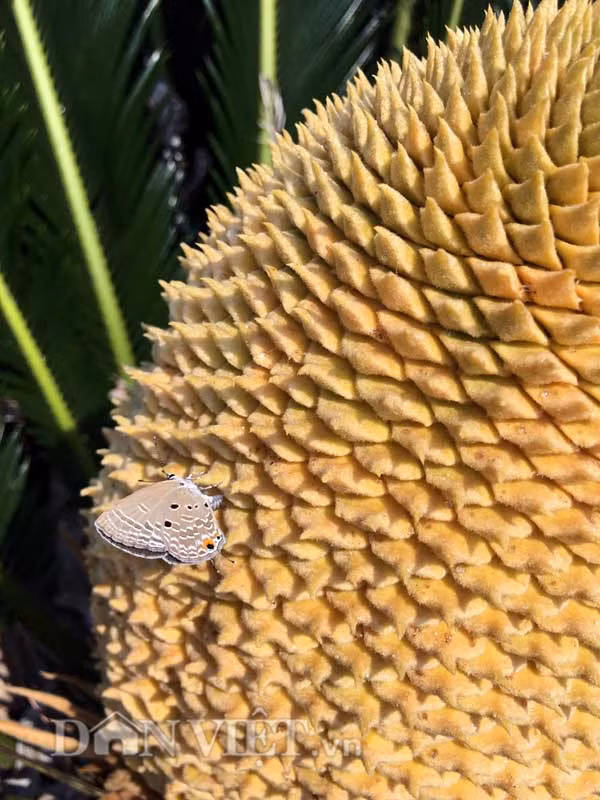  Hoa vạn tuế có màu vàng cam, phần đầu phía trên tum tròn lại, với cấu trúc là những mắt nhỏ và dẹp, kích cỡ như ngón tay út xếp sát đều nhau trông rất đẹp, lạ mắt. Theo một số tài liệu thì cây vạn tuế có tên khoa học là Cycas revoluta, với chiều cao khi trưởng thành từ 2-3m, lá hình lông chim, dài đến cả mét, mọc thành vòng và dày đặc ở đỉnh. Cây vạn tuế được trồng khá phổ biến ở nước ta với mục đích để làm cảnh trong sân vườn nhà, hoặc công viên, nơi công cộng... Vòng đời của vạn tuế lên đến hàng trăm năm.