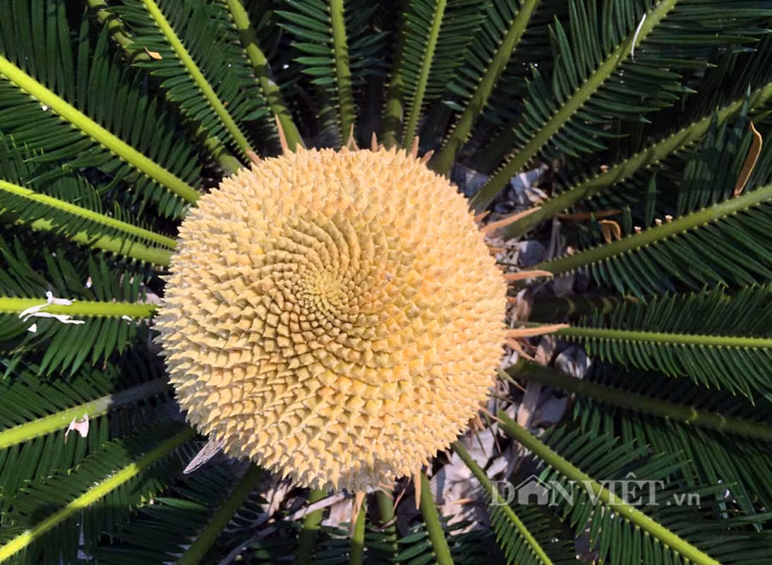 Theo lời nhiều người già, việc cây vạn tuế nở hoa là chuyện hiếm. Vì vậy người xưa mới có câu "Thiên niên thiết thụ liễu hoa", nghĩa là "Nghìn năm vạn tuế đơm hoa" nên nhiều người ví gọi đây là loài cây "ngàn năm" mới nở hoa là vậy. Theo lời ông Tâm, cây vạn tuế này được mang về trồng trước sân nhà của gia đình được gần 20 năm, khi thân mới bằng cổ tay.