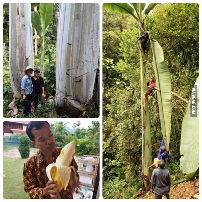 Choang voi giong chuoi khong lo cuc hiem