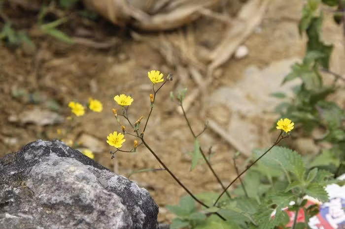 Hình ảnh hoa nở trên phiến đá tai mèo đẹp dịu dàng trong con mắt người miền xuôi.