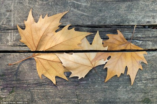 Những bức ảnh của Cherim tập trung vào sự hài hòa giữa hai vật thể có kích thước, khoảng cách và không gian khác nhau.