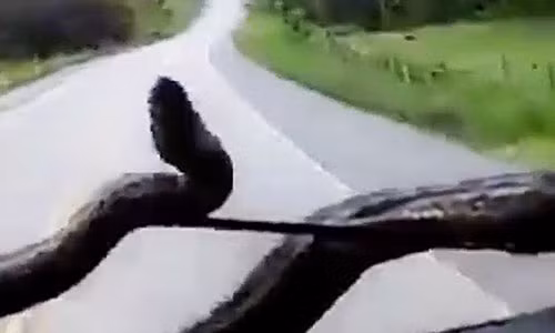 Lanh het song lung thay tran anaconda khong lo ngay truoc mui