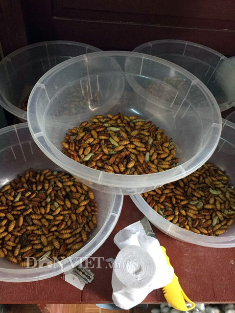 Theo tìm hiểu của Dân Việt, những loại côn trùng mà anh Điền chọn là con tằm, nhộng tằm, sâu chít, đuông dừa và sản phẩm mà anh nông dân Cần Thơ này tạo ra là các loại đông trùng hạ thảo vô cùng đặc biệt và hiếm có ở Việt Nam. “Tôi tuyển chọn gắt gao từng con trong hàng ngàn con tằm và nhộng tằm còn sống khỏe mạnh. Tôi tách riêng những con đực, con cái cẩn thận, rồi tiêm tế bào nấm vào cơ thể chúng, để trong môi trường nhiệt độ thích hợp” – anh Điền cho biết.