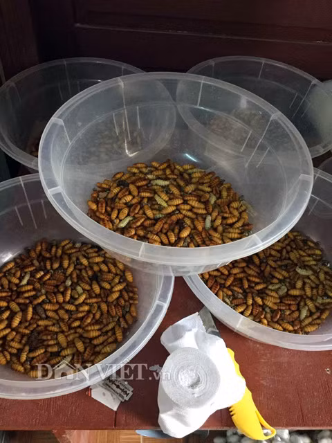 Theo tìm hiểu của Dân Việt, những loại côn trùng mà anh Điền chọn là con tằm, nhộng tằm, sâu chít, đuông dừa và sản phẩm mà anh nông dân Cần Thơ này tạo ra là các loại đông trùng hạ thảo vô cùng đặc biệt và hiếm có ở Việt Nam. “Tôi tuyển chọn gắt gao từng con trong hàng ngàn con tằm và nhộng tằm còn sống khỏe mạnh. Tôi tách riêng những con đực, con cái cẩn thận, rồi tiêm tế bào nấm vào cơ thể chúng, để trong môi trường nhiệt độ thích hợp” – anh Điền cho biết.