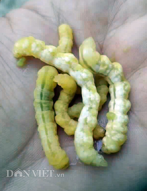 Ngoài tằm và nhộng tằm, anh Điền còn làm được quy trình trên trên các loại côn trùng khác như sâu chít, đuông dừa…Anh Điền thông tin, quy trình trên do bản thân nghiên cứu trong thời gian 2 năm. Mục đích là để tái tạo lại quy trình phát triển y hệt như loại đông trùng hạ thảo ngoài tự nhiên, đem lại nguồn dược chất cao hơn so với các phương pháp khác.