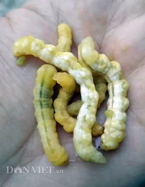 Ngoài tằm và nhộng tằm, anh Điền còn làm được quy trình trên trên các loại côn trùng khác như sâu chít, đuông dừa…Anh Điền thông tin, quy trình trên do bản thân nghiên cứu trong thời gian 2 năm. Mục đích là để tái tạo lại quy trình phát triển y hệt như loại đông trùng hạ thảo ngoài tự nhiên, đem lại nguồn dược chất cao hơn so với các phương pháp khác.