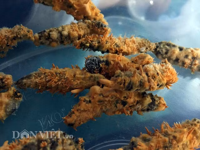 Con tằm, nhộng tằm đã trở thành những loại đông trùng hạ thảo vô cùng đặc biệt và hiếm có ở Việt Nam (tế bào nấm mọc ra từ bên trong cơ thể côn trùng). Sản phẩm này có giá khoảng 150 triệu đồng/kg.