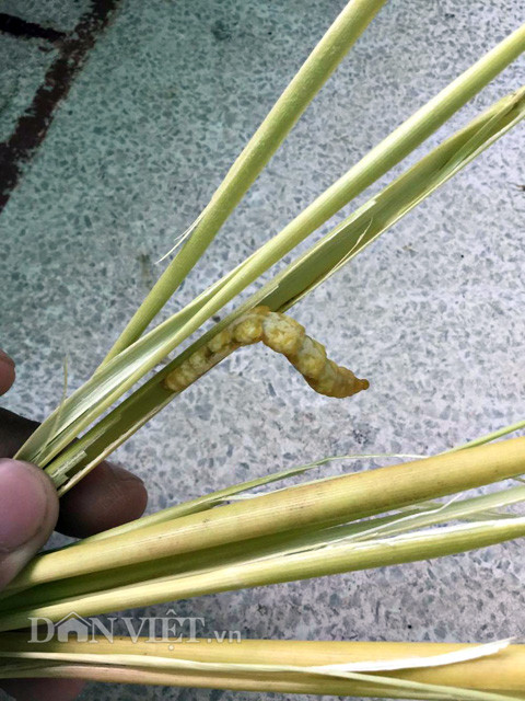 Anh Điền mua khoảng 1 vạn con sâu chít (sống trong thân cây chít, vốn là món tăng cường sinh lực cho đàn ông, giúp cải thiện da và sức khoẻ phụ nữ) từ vùng Tây Bắc để làm ra loại đông trùng hạ thảo đặc biệt.