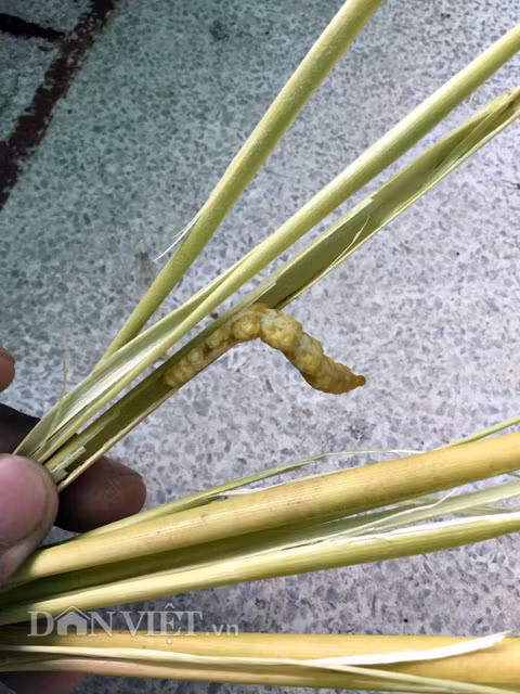 Anh Điền mua khoảng 1 vạn con sâu chít (sống trong thân cây chít, vốn là món tăng cường sinh lực cho đàn ông, giúp cải thiện da và sức khoẻ phụ nữ) từ vùng Tây Bắc để làm ra loại đông trùng hạ thảo đặc biệt.