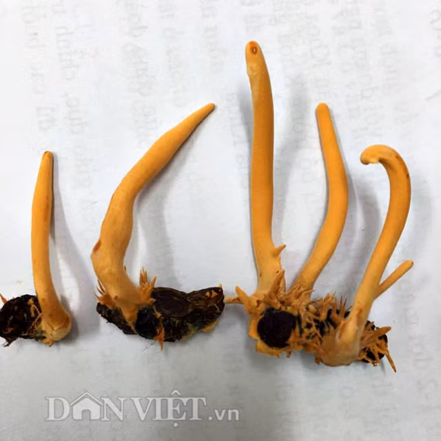 “Cách làm của tôi là tái tạo một cơ thể mới (tằm trùng thảo, nhộng trùng thảo…) từ con côn trùng sống tự nhiên. Quy trình làm này rất khó, phức tạp và tốn nhiều công sức nên sản phẩm bán ra có giá là khoảng 150 triệu đồng/kg hoặc từ 50.000-70.000 đồng/con” – anh Điền nhấn mạnh.