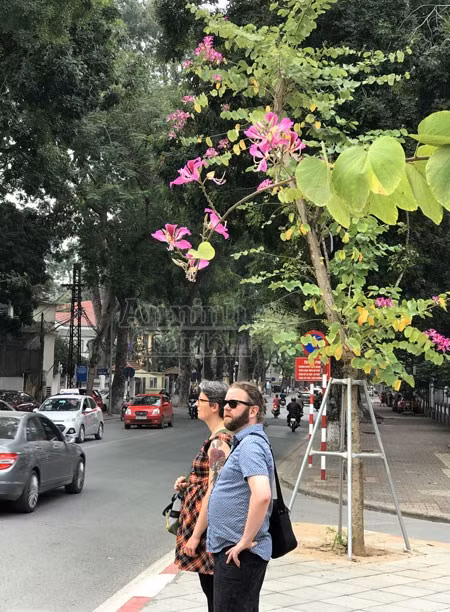 Cánh hoa ban làm cho Hà Nội đẹp, thanh lịch hơn trong mắt du khách.