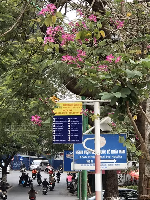 Góc phố này mùa hè đỏ rực hoa phượng, mùa xuân lại tím trời hoa ban.