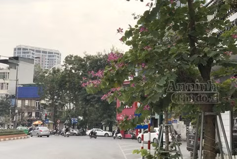 ..Nơi đó sau này mọc lên một loài cây ra hoa trắng- tím vào mùa xuân. Dân các bản mường liền gọi là hoa Ban và coi đó là loài hoa tượng trưng cho hoa tình yêu chung thuỷ. Còn chàng Khum trở về thấy nàng đã bỏ đi, bèn theo tìm. Cuối cùng, chàng cũng kiệt sức mà chết, hoá thành con chim sống lẻ loi. Cứ đến mùa xuân, khi hoa ban nở, chim lại cất tiếng gọi bạn tình da diết.