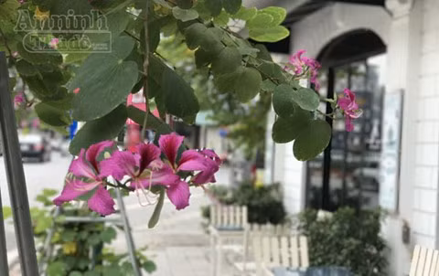 Khác với hoa ban Tây Bắc có cánh trắng muốt, phủ kín những vạt núi sườn đồi mỗi độ xuân về, những cánh hoa ban Hà Nội tím biếc một màu, trở thành điểm nhấn nổi bật trên những con phố đông đúc người xe của Thủ đô.