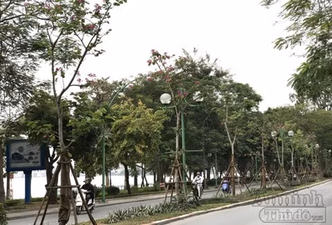 Từ đó, mỗi khi xuân về, hoa ban nở kín triền núi, trai gái vùng Tây Bắc lại rủ nhau đi hội, ca hát, múa xoè và bày tỏ tình yêu đôi lứa.