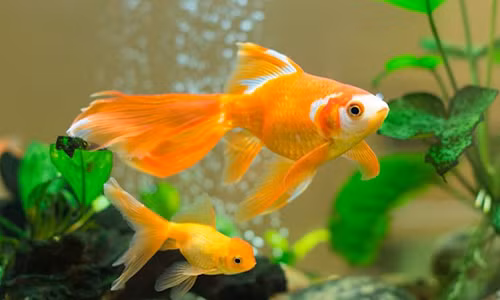 Tien bac day nha, vo chong hanh phuc khi co them thu nay trong nha