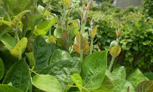 Viem dai trang nang den dau cung chua khoi chi bang la nay