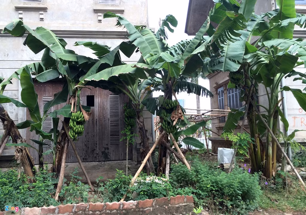 Hàng chục vườn chuối tương tự như thế này được trồng khắp khu biệt thự.