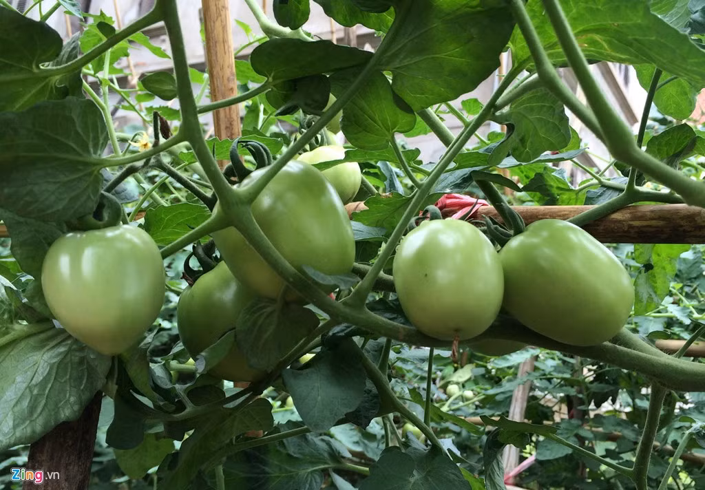 Những trái cà xanh tươi trĩu quả trở thành nguồn thực phẩm sạch cho những hộ dân ít ỏi tại đây.