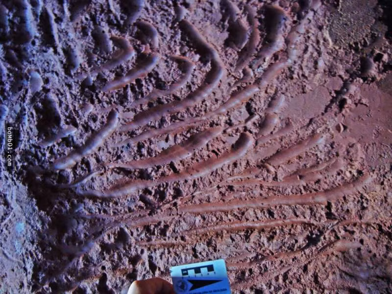 Bi an sinh vat co dai trong duong ham moi phat hien-Hinh-2