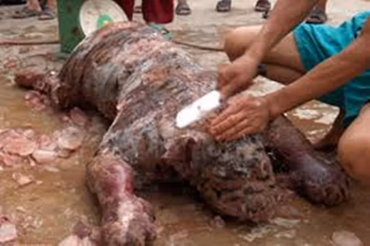 Dot nhap duong day buon ban ho trai phep tu Lao ve VN