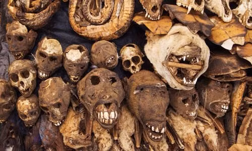 Chợ Fetish Akodessewa Không phải ai cũng dám đặt chân đến khu chợ phép thuật bùa chú có tên Fetish Akodessewa ở thủ đô Lome của Togo, vùng Tây Phi. Khu chợ này chỉ dành riêng cho việc mua bán nguyên vật liệu mà các thầy phù thủy sử dụng để tạo ra các loại bùa chú, cúng tế và chữa bệnh. Do vậy, khi đến đây, những mặt hàng như đầu, đuôi, da thú và chân động vật khô được bày bán khắp nơi.