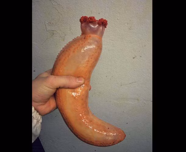 Cá có hình thù loài cá kỳ lạ như quả chuối.