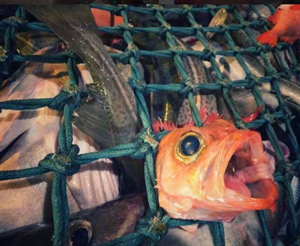 Con cá có hình dáng kỳ quái với miệng và mắt rộng.