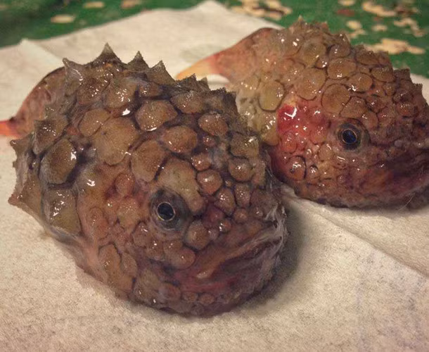 Cá mình đầy gai nhọn tua rua.