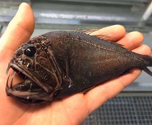 Cá mình dẹp, răng nhọn như mũi dao.