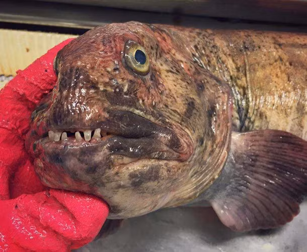 Con cá kích thước lớn, đầu to, mắt lồi.