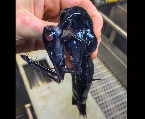 Loài cá thân hình kỳ dị như sinh vật ngoài hành tinh.