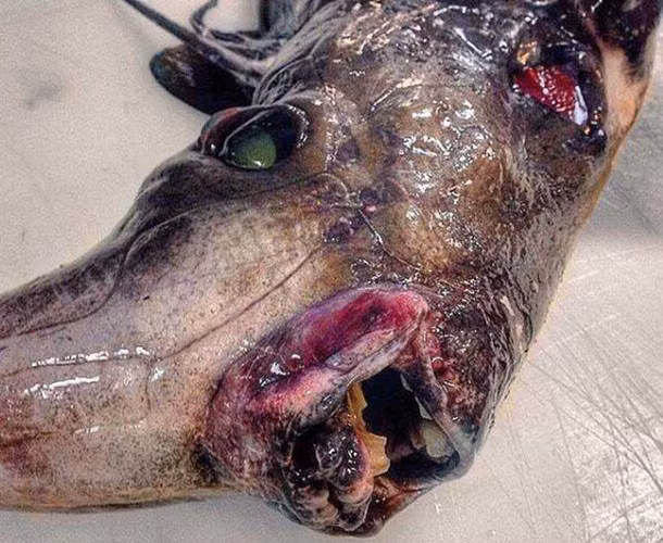 Loài cá lạ như sinh vật ngoài hành tinh.