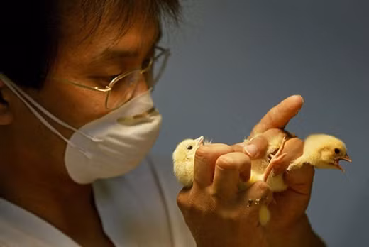 Chuyên viên xác định giới tính gà: Đó là một người chuyên phân loại gà trống, gà mái.