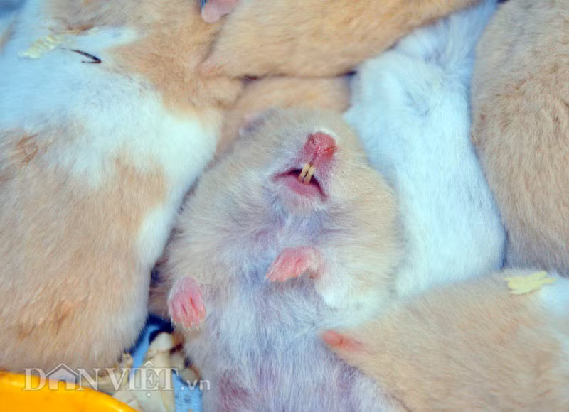 Chuột hamster cũng có 4 răng như chuột nhà, nhưng lại không có đuôi và nhỏ nhắn, chậm chạp hơn chuột nhà.