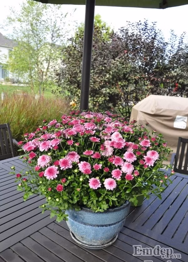 Cúc còn được chị Thu Hoài trồng trong những chậu nhỏ nhỏ xinh xinh để tiện lợi đặt trên bàn trà ở góc vườn.